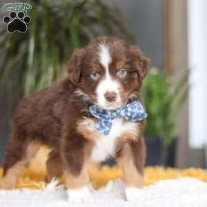 Roma, Miniature Australian Shepherd Puppy